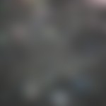 kaboompics.com_Forest